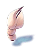 Scorpion Nipper artwork