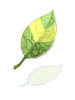 Smokie Leaf artwork