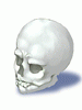 Skull artwork