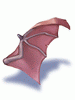 Wing of Red Bat artwork