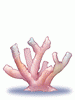 Coral Reef artwork