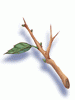 Young Twig artwork