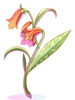 Aloe artwork