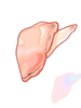 Clam Flesh artwork