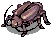 Thief Bug Female