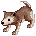 Baby Desert Wolf
