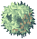 Rafflesia